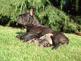 BOULEDOGUE FRANCAIS 1331